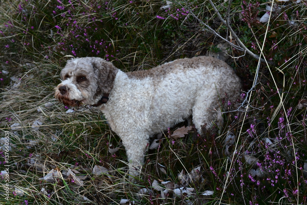 Portrait eines Lagotto Romagnolo Hundes