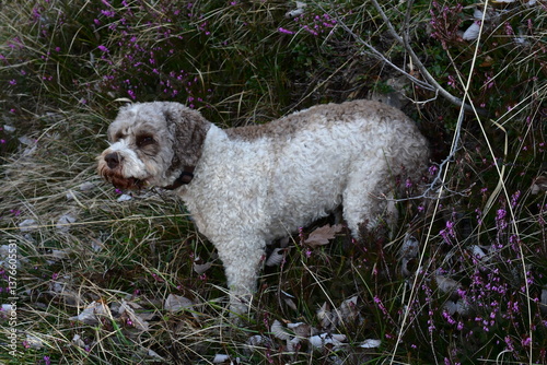 Obraz na płótnie Portrait eines Lagotto Romagnolo Hundes w salonie