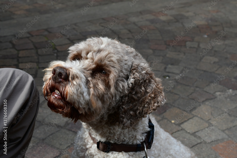 Portrait eines Lagotto Romagnolo Hundes