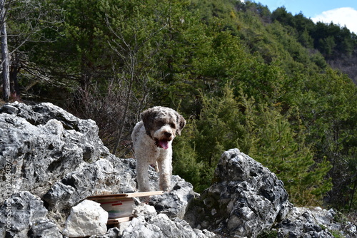Portrait eines Lagotto Romagnolo Hundes 