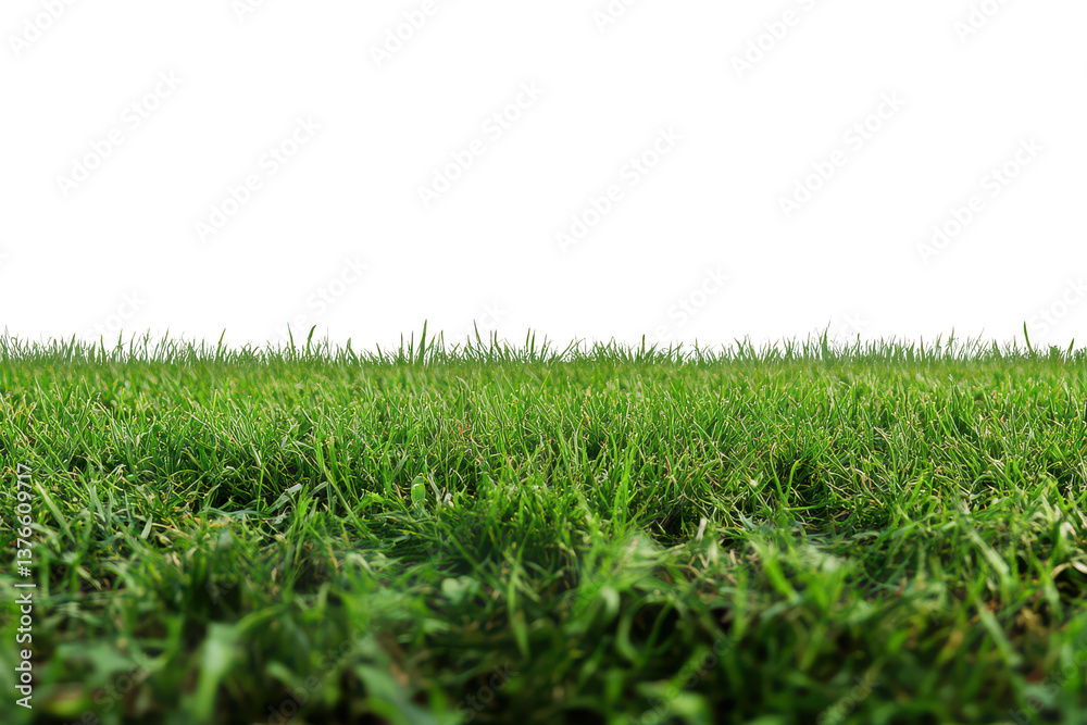 Fototapeta premium A ground level view of a field of green grass against a clear sky transparent background