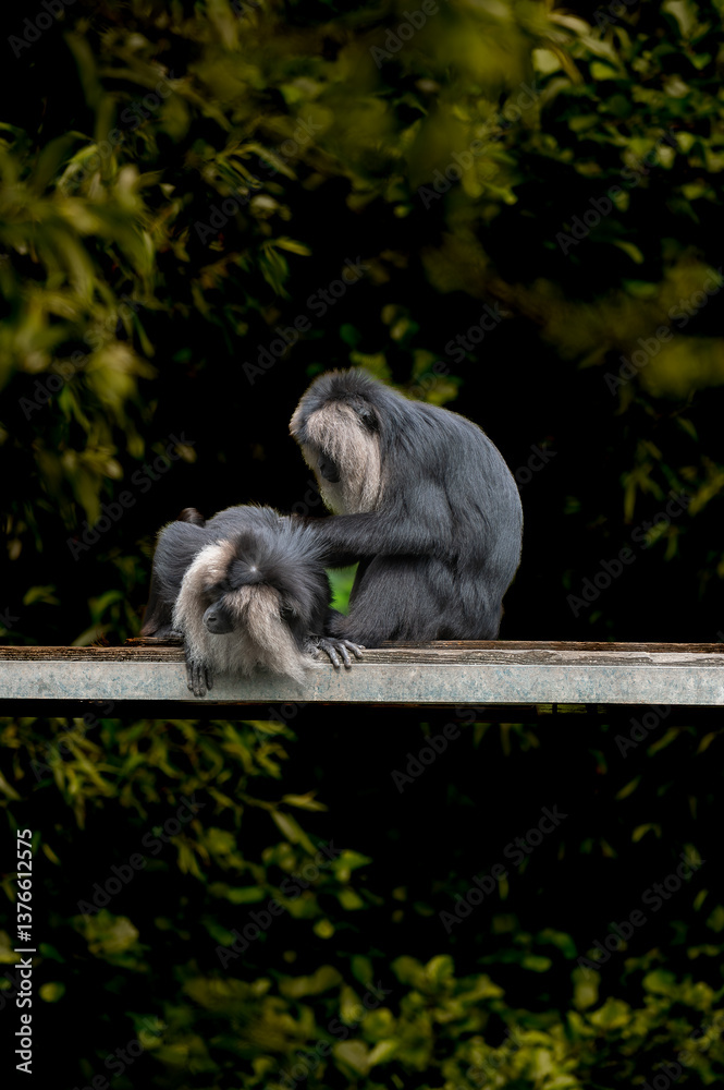 Obraz premium animal in pilsen zoo in,czech
