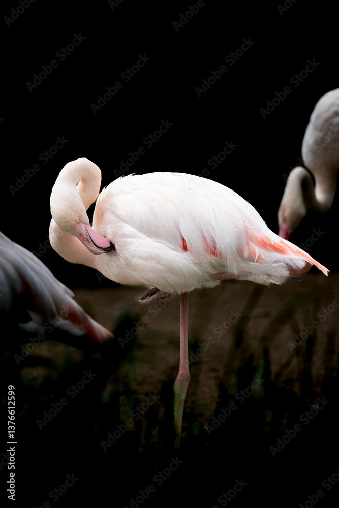 Naklejka premium animal in pilsen zoo in,czech