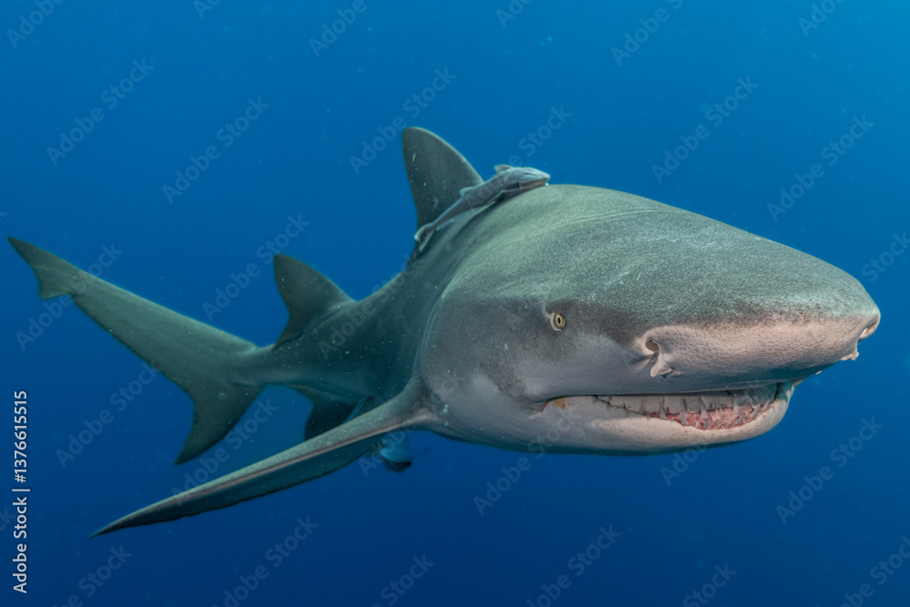 Fototapeta premium Close-Up of a Lemon Shark Swimming in Open Water