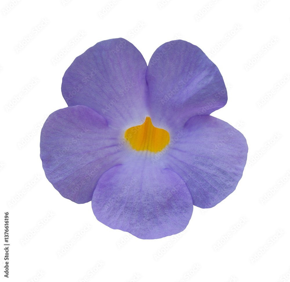 Obraz premium Small blooming violet purple wild flower isolated in transparent background.