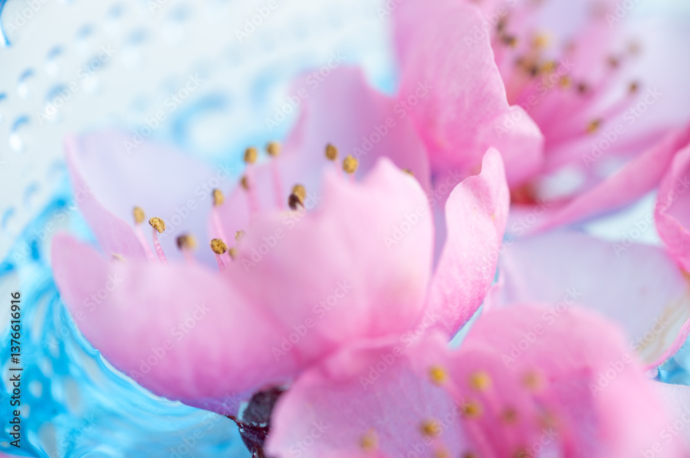 Macro Close up Photo of Beautiful Pink Peach Blossoms Macro Close up Photo of Beautiful Pink Peach Blossoms