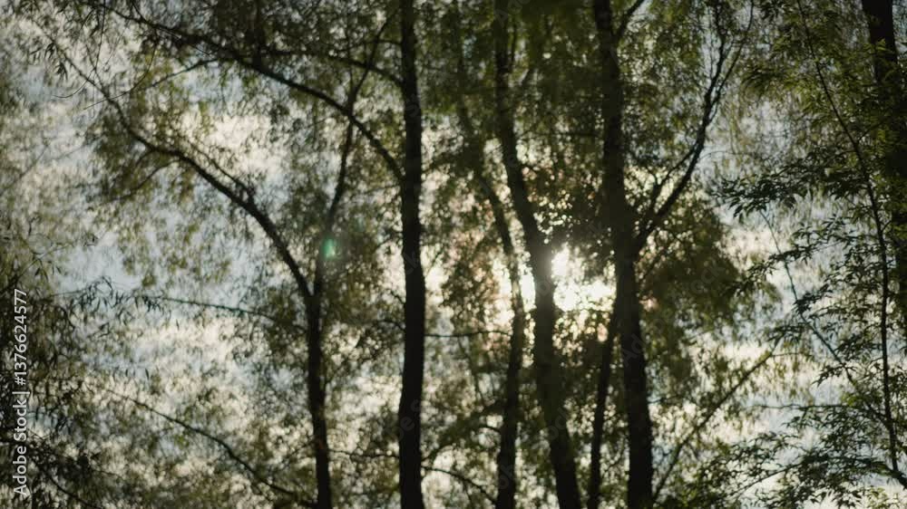 Lush forest trees with radiant sunlight shimmering through branches, leaves softly glowing from backlight, creating peaceful atmosphere and natural beauty under bright sky Lush forest trees with radiant sunlight shimmering through branches, leaves softly glowing from backlight, creating peaceful atmosphere and natural beauty under bright sky