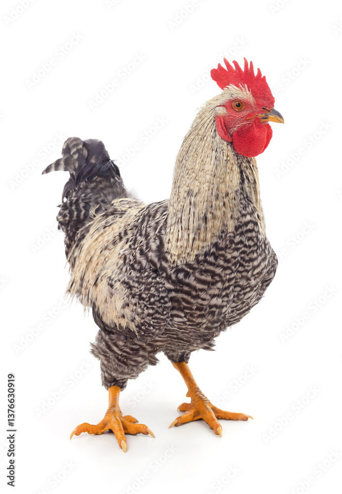 Fototapeta premium One grey cock.