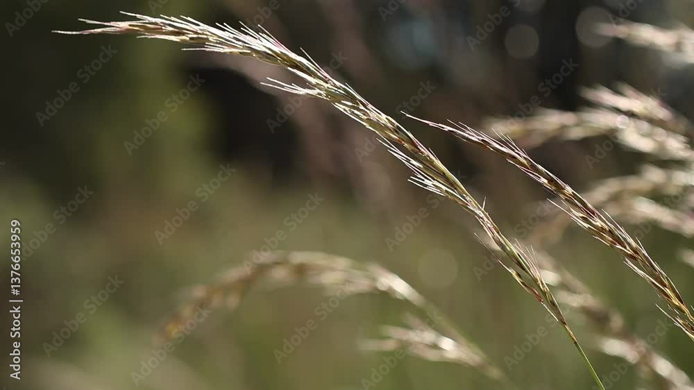 Espigas de mala hierba mecida por la brisa con bokeh y luz de sol directo, Alcoy, España