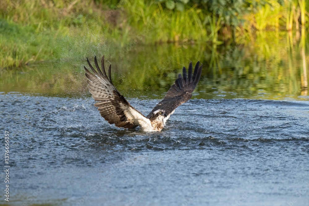 Osprey (Pandion haliaetus). Raptor pushes water with forceful wings during takeoff attempt. Still pond edged with green reeds. The moment radiates energy, tension, and resilience. Osprey (Pandion haliaetus). Raptor pushes water with forceful wings during takeoff attempt. Still pond edged with green reeds. The moment radiates energy, tension, and resilience.