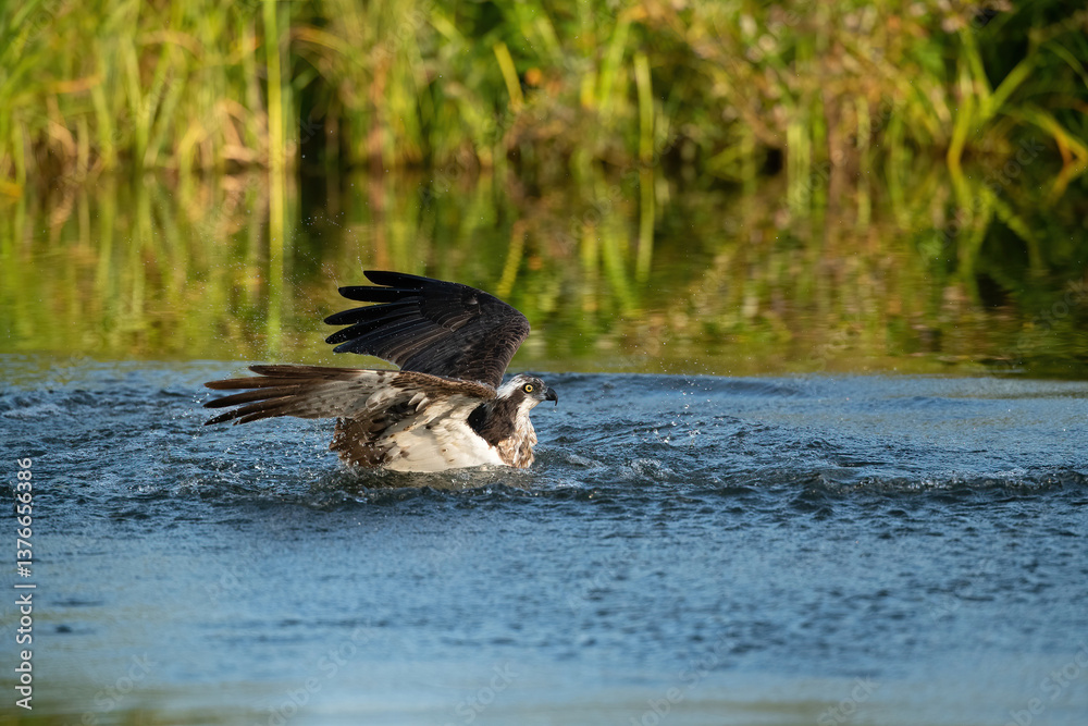 Fototapeta premium Osprey (Pandion haliaetus). Osprey Battling Current. Shallow stream with dense green shoreline. Its eyes stay locked while half-submerged wings push against resistance of water.