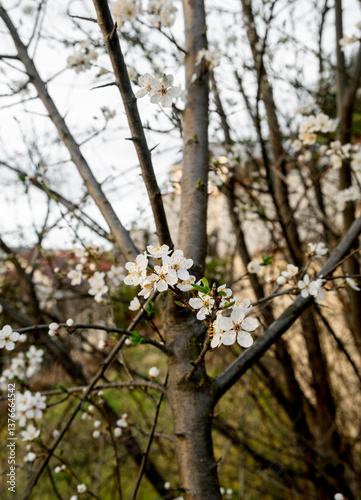 blooming cherry tree in spring