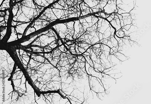 dead tree silhouette 