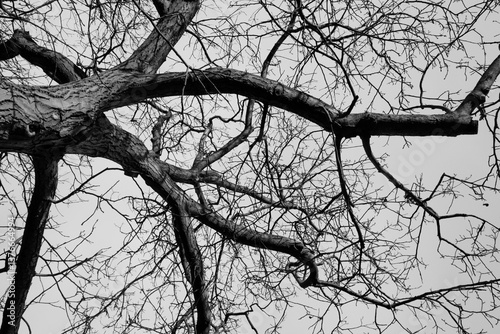 dead tree silhouette 2 