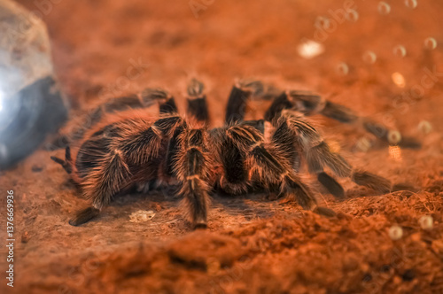 Chilean Rose Tarantula in a terrarium, Thailand photo