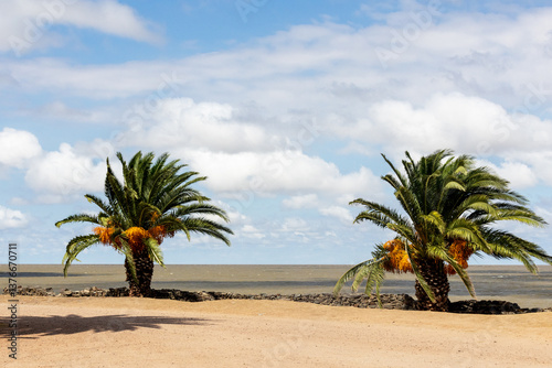 Fototapeta Naklejka Na Ścianę i Meble -  palm trees on the beach