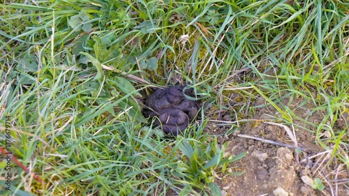 Latrines with badger droppings. Badger presence indicator