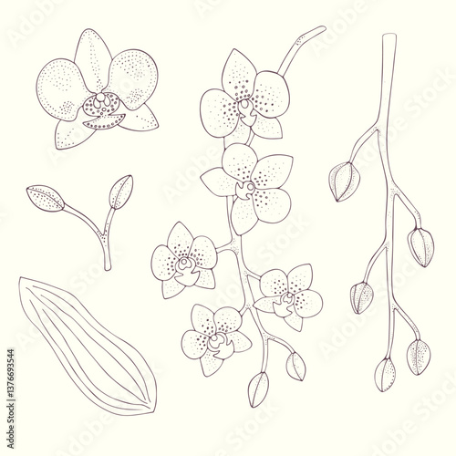 Delicate vector hand-drawn clipart with subtle orchid flowers, branches and leaves. Sketch doodle tropical floral graphics for wedding invitations, cards, web design elements, branding, packaging etc.