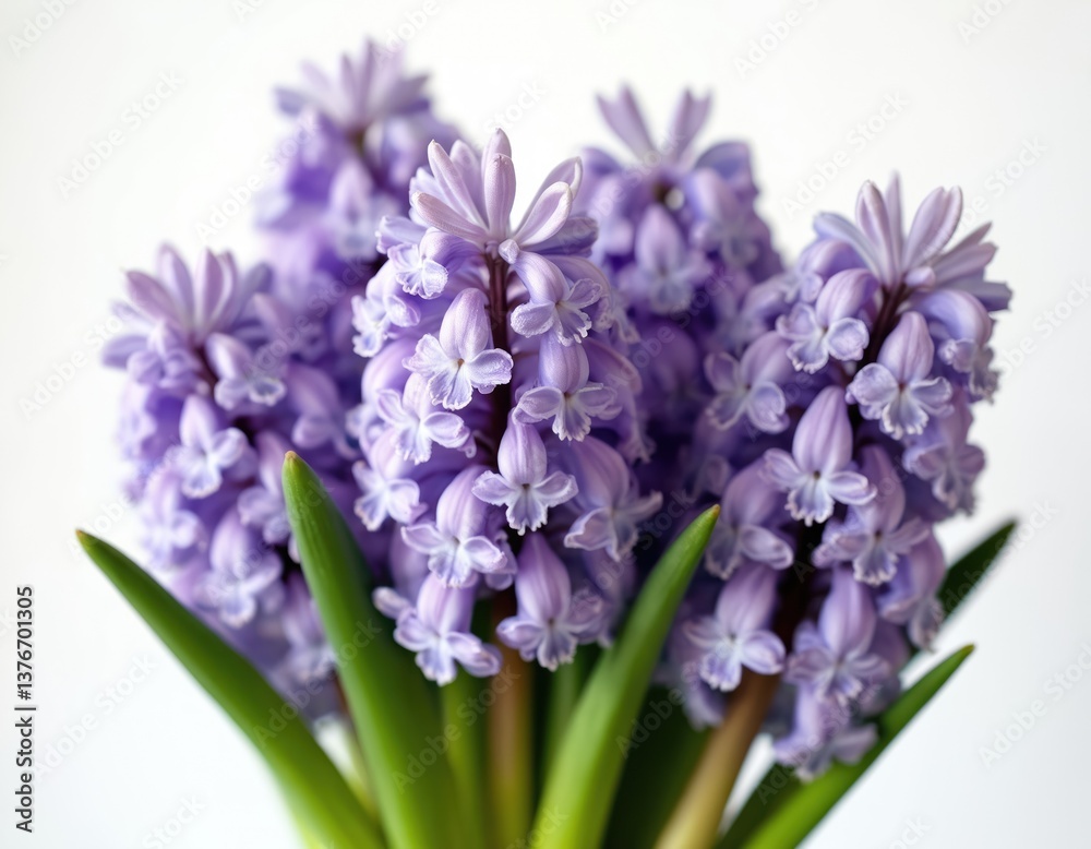 Fototapeta premium Bunch of vibrant purple hyacinth flowers in full bloom against white background. Fresh blossoms, green leaves. Ideal for spring, nature, birthday, holiday decor, cards. Perfect for springtime,