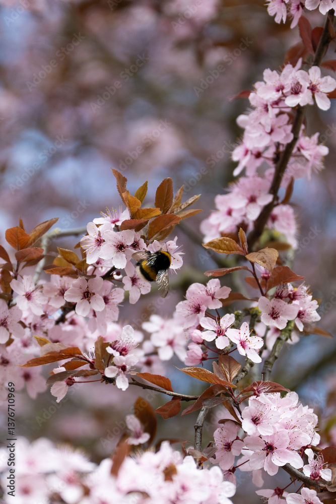 Fototapeta premium Hummel1