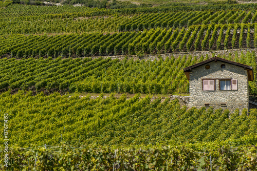 Obraz na płótnie Rheintal, Weinbaugebiet, Conthey, Bourg, Wallis, Schweiz w salonie
