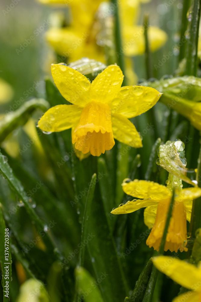 Yellow daffodils blooming in spring rain covered with water drops