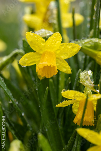 Obraz na płótnie Yellow daffodils blooming in spring rain covered with water drops w salonie