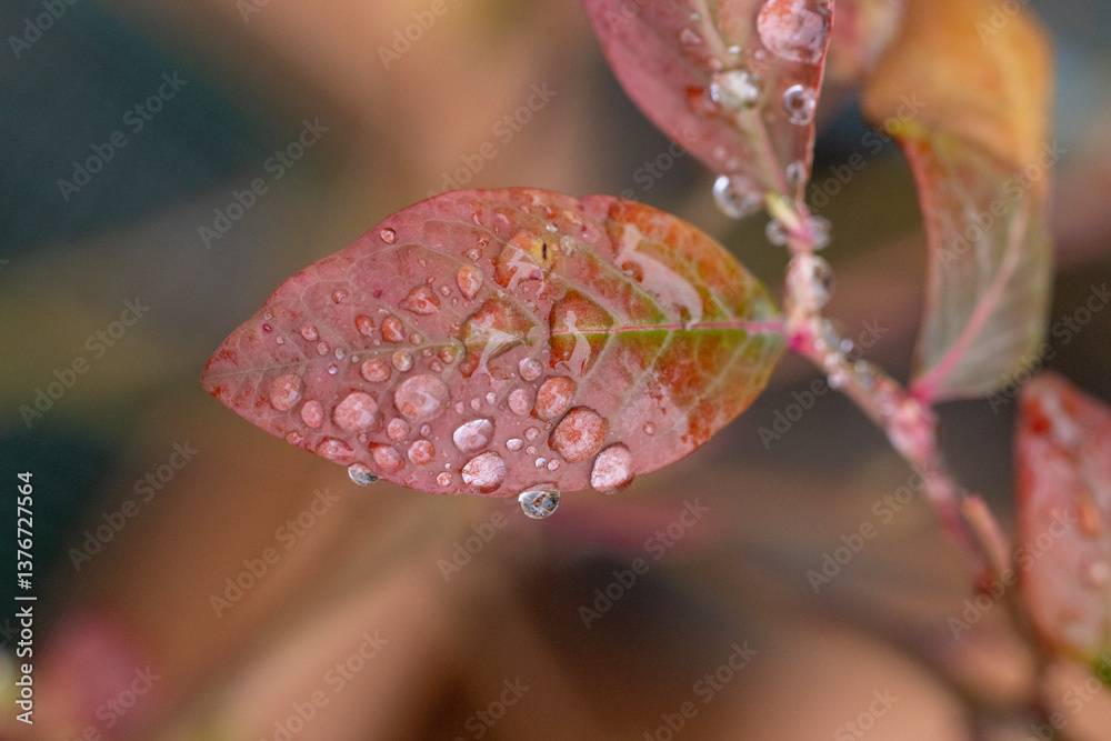 Dew drops accumulating on vibrant autumn leaf