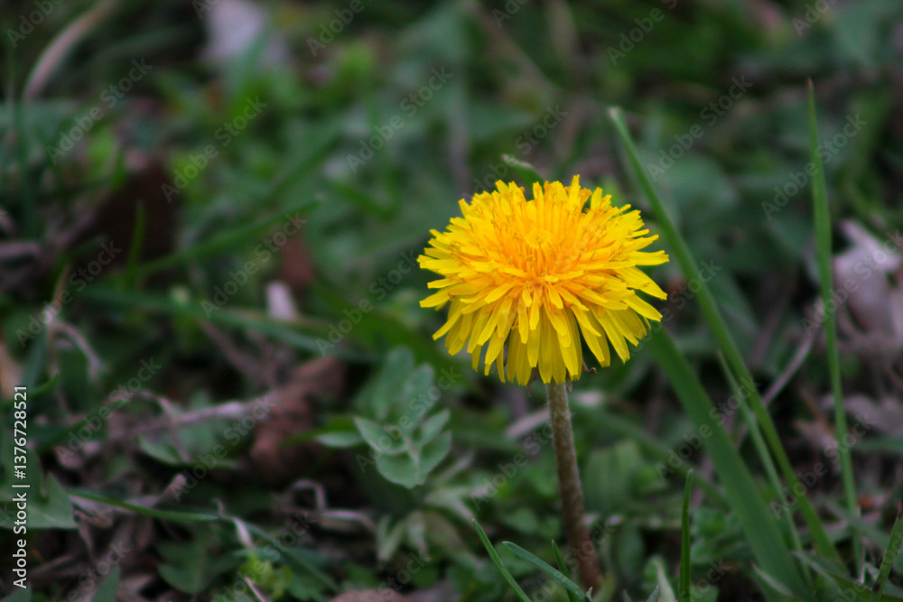 Dandelion! Dandelion!