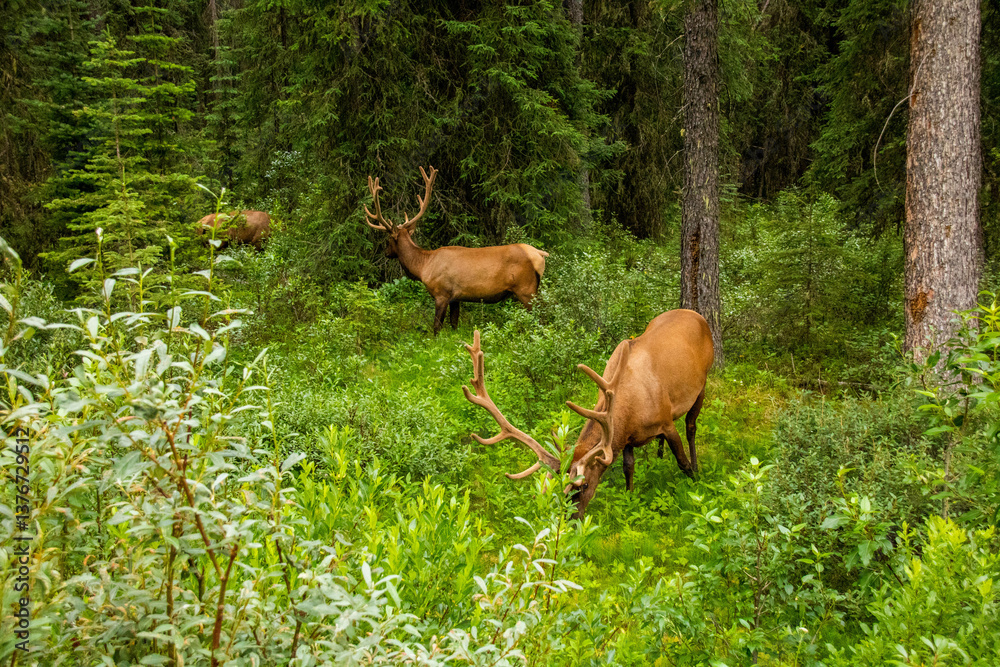 Canadian deers - Jasper National Park Canadian deers - Jasper National Park