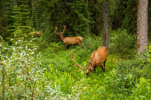 Canadian deers - Jasper National Park