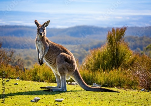 Kangaroo standing gracefully in a lush green landscape under a clear sky