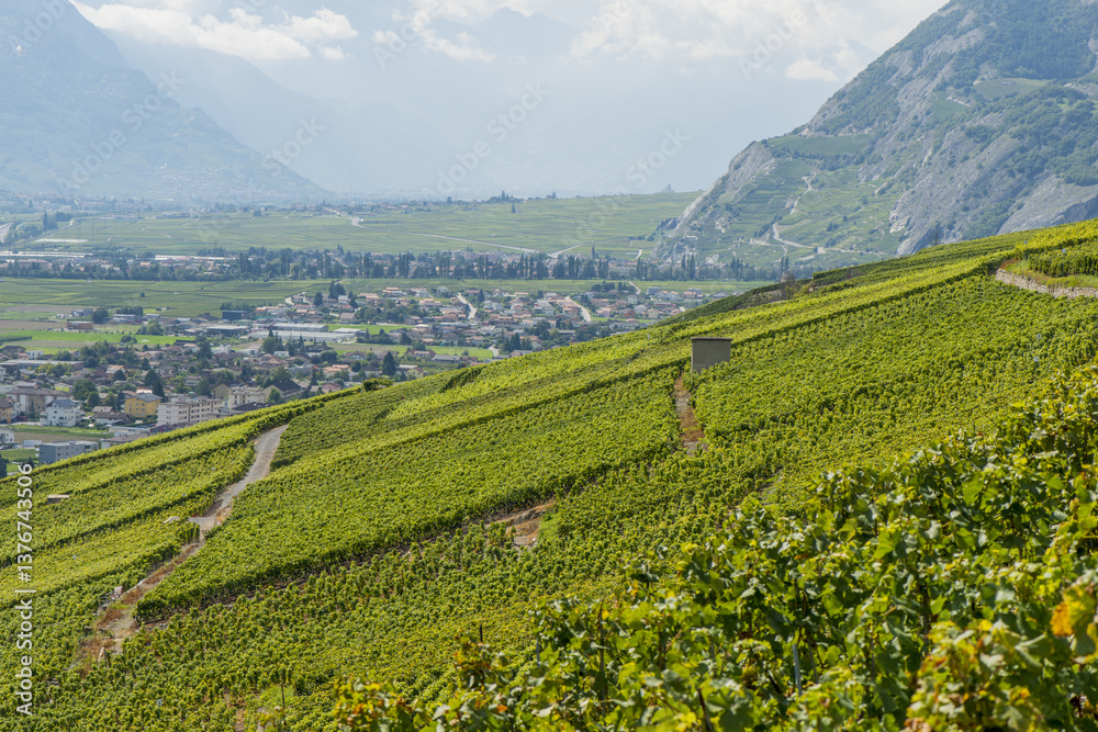 Rheintal, Weinbaugebiet, Conthey, Bourg, Wallis, Schweiz