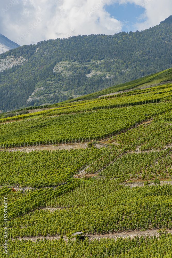 Rheintal, Weinbaugebiet, Conthey, Bourg, Wallis, Schweiz