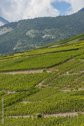 Rheintal, Weinbaugebiet, Conthey, Bourg, Wallis, Schweiz