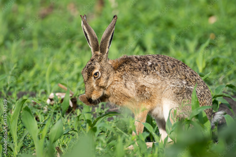 Fototapeta premium Wild rabbit in the field