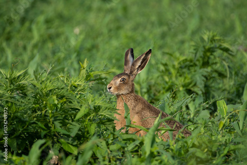 Wild rabbit in the field