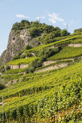 Weinregion Wallis, Schweiz, Wallis, Uvrier