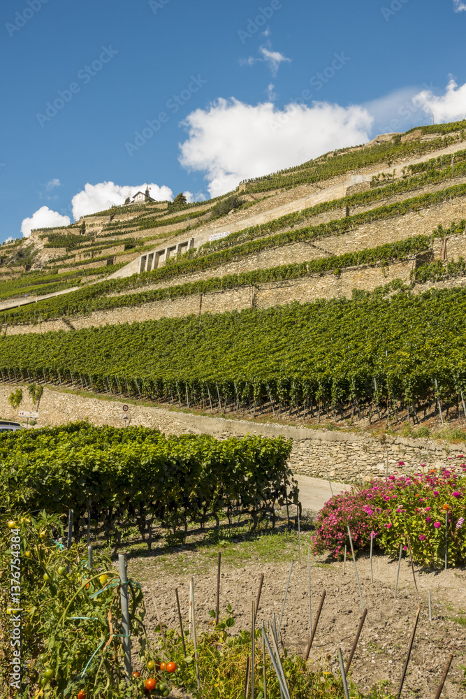 L Orpailleur, Frederic Dumoulin, Weingut, Wallis, Schweiz, Uvrie