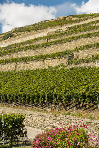 Obraz na płótnie L Orpailleur, Frederic Dumoulin, Weingut, Wallis, Schweiz, Uvrie w salonie