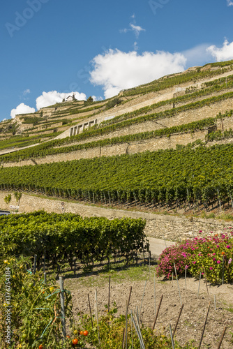 Obraz na płótnie L Orpailleur, Frederic Dumoulin, Weingut, Wallis, Schweiz, Uvrie w salonie
