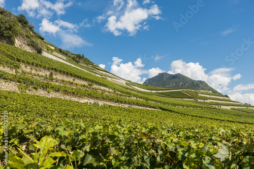 Obraz na płótnie Weinregion Wallis, Schweiz, Wallis, Uvrier w salonie