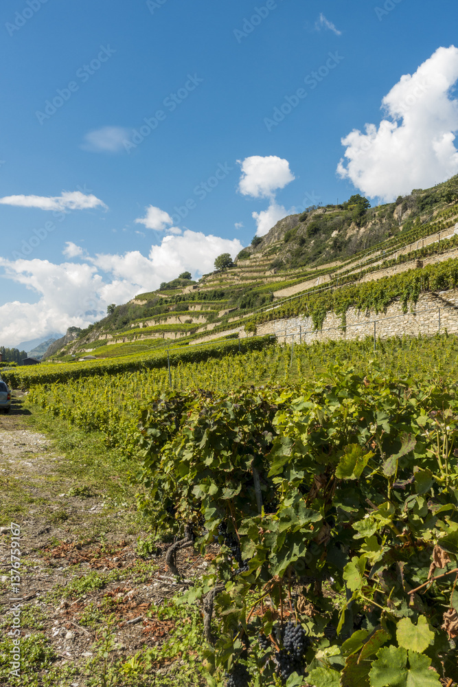Weinregion Wallis, Schweiz, Wallis, Uvrier
