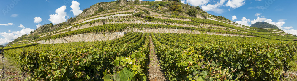 Weinregion Wallis, Schweiz, Wallis, Uvrier