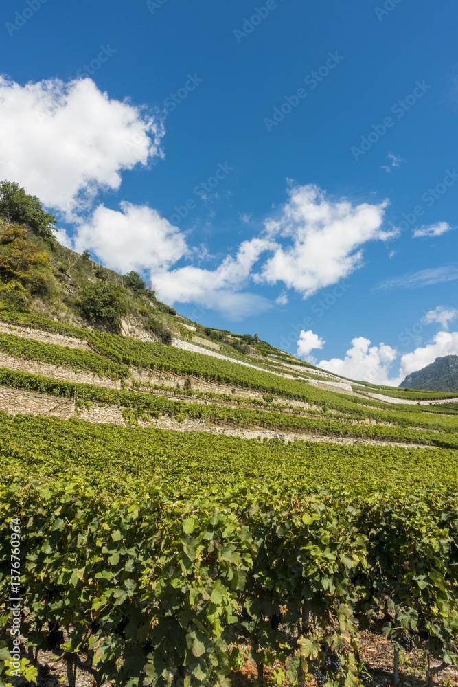 Weinregion Wallis, Schweiz, Wallis, Uvrier