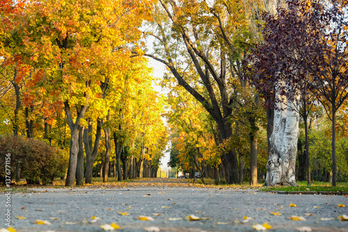 Beautiful autumn park with ...