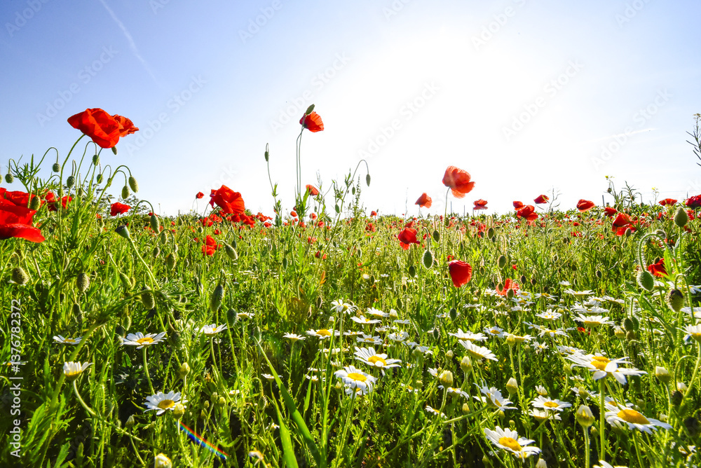 Klatschmohn (Papaver rhoeas), Blumenwiese im Frühling, Neusiedl