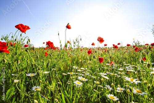 Obraz na płótnie Klatschmohn (Papaver rhoeas), Blumenwiese im Frühling, Neusiedl w salonie