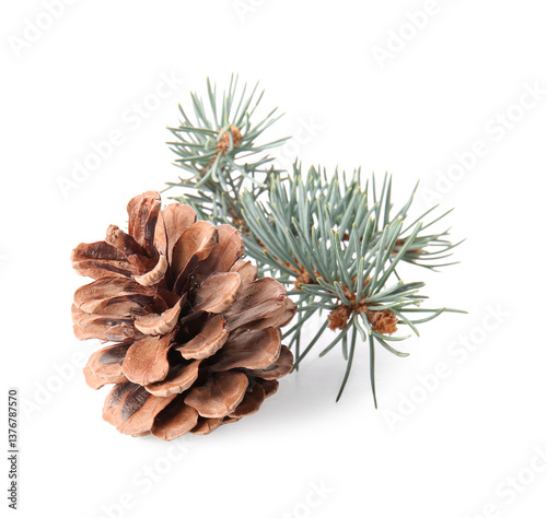 Pine cone and fir branch on...