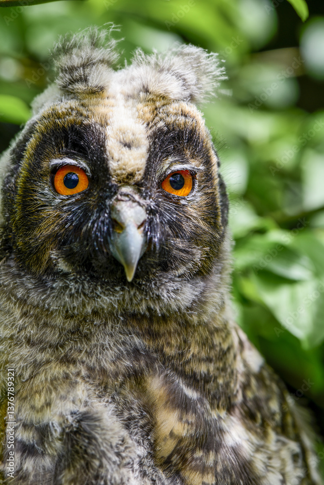 Waldohreule (Asio otus), juvenil, Österreich, NIederösterreich